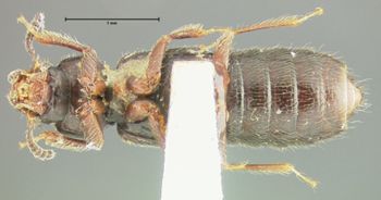 Media type: image;   Entomology 24069 Aspect: habitus ventral view